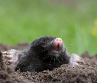 Mole emerging from hole